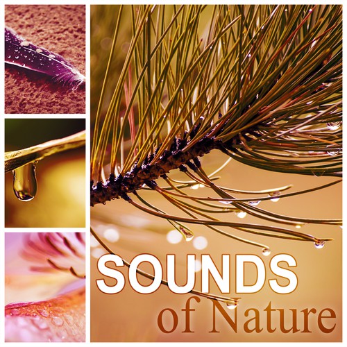 Sounds of Nature - Relaxing Nature Sounds, Soothing Music, Calming Down Melodies, White Noises