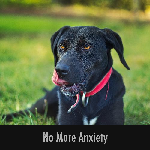 Bright Doggy Soothing Stress Buster cover art
