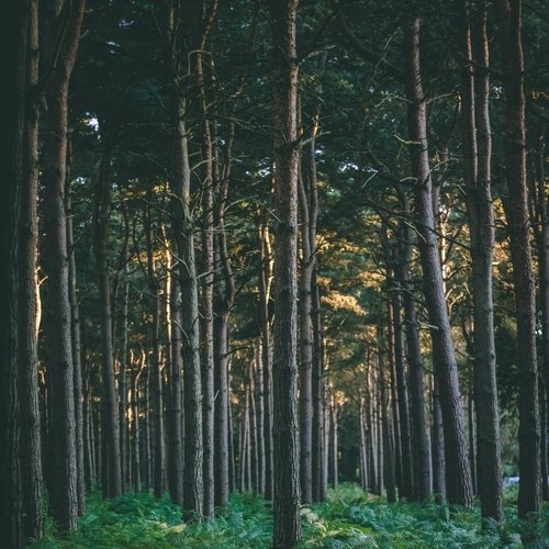 Lazy Morning cover art