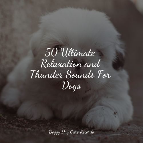 50 Ultimate Relaxation and Thunder Sounds For Dogs