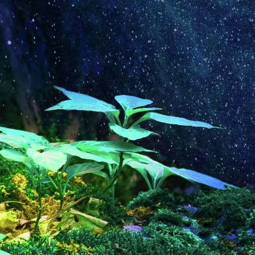 Calming Music with Relaxing Nature Sounds, Pt. 2