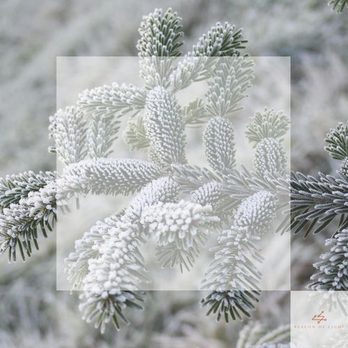 The 1 cover art