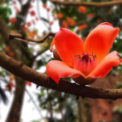 তুমি উঠো গো রাইধনী ২