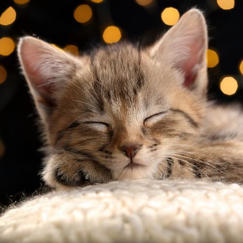 Música De Guitarra: Una Melodía Para Los Sueños De Los Gatos