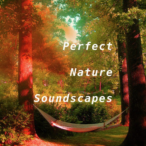 Birds in the Afternoon cover art