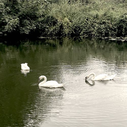Las Aguas Mansas