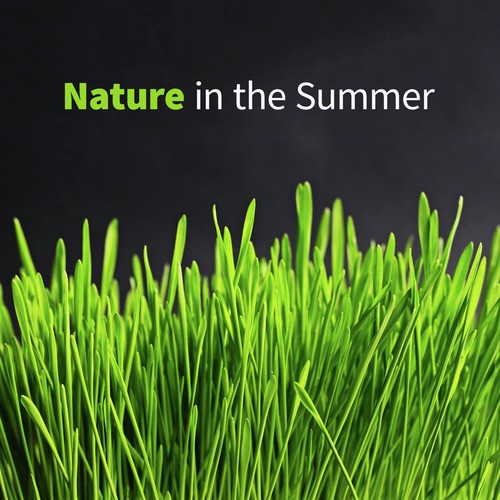 Nature in the Summer