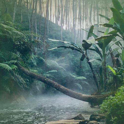 Amazon Rain Forest Nature and Bird Sounds_poster_image