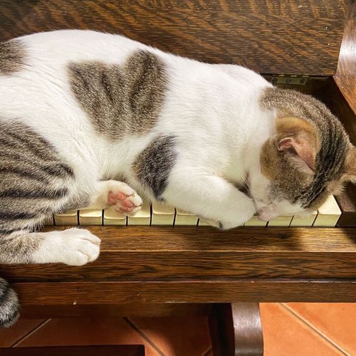 Ethereal Cat Naps: Piano Music to Soothe and Comfort_poster_image