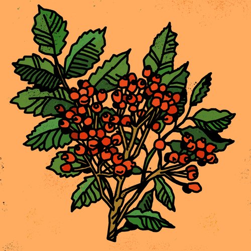 Rowanberry Jam_poster_image