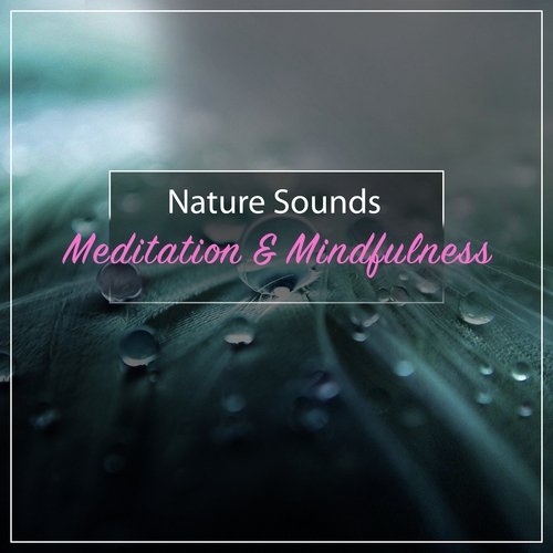 16 Ambient Rain and Nature Sounds - Meditation and Mindfulness Music_poster_image