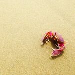 The Burning Dominion