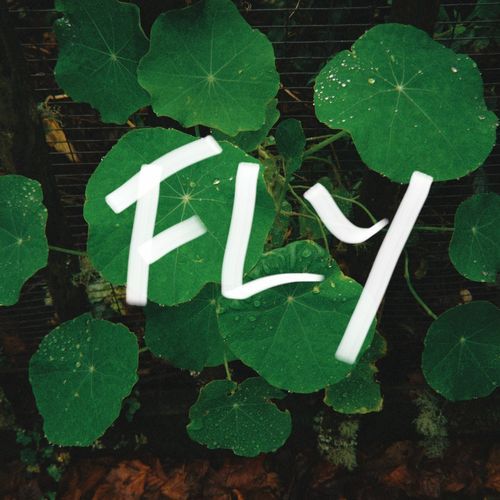 Fly