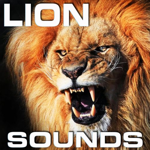 Lion Soundscapes