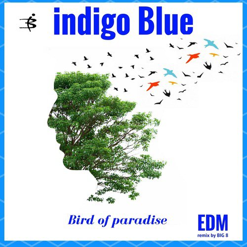 Bird of Paradise (Big 8 Edm Remix)