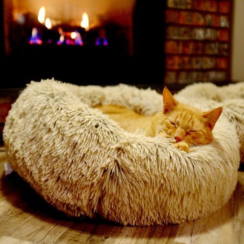 Cat Purring next to a Fireplace