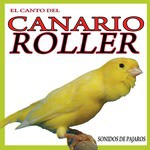 The Sound of the Roller Canary