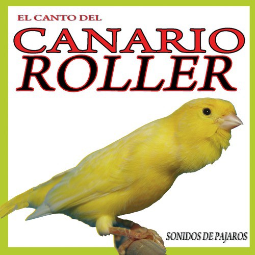 El Canto del Canario Roller. Sonidos de Pajaros