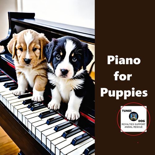 Jindo cover art