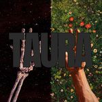 Taura