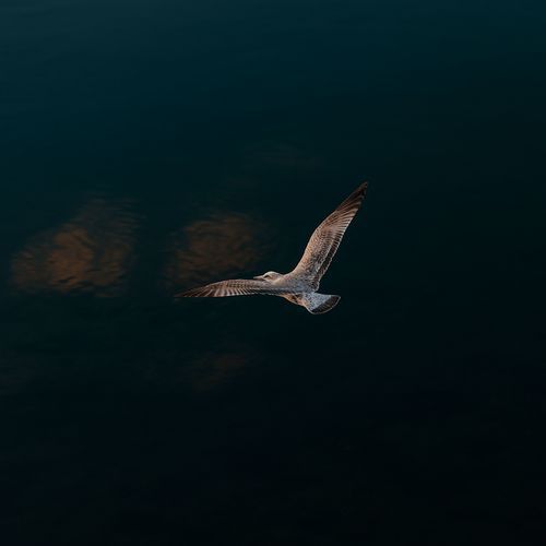 Buoyant Stillness cover art