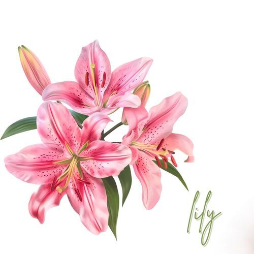 Lily