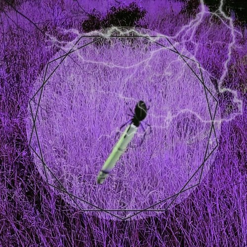 Armadilha cover art