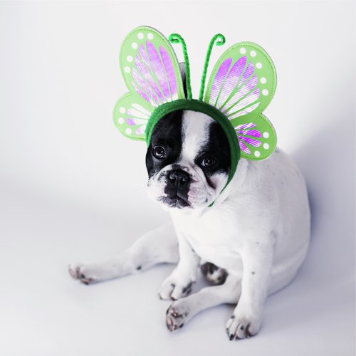 Peaceful Music Collection for Dogs