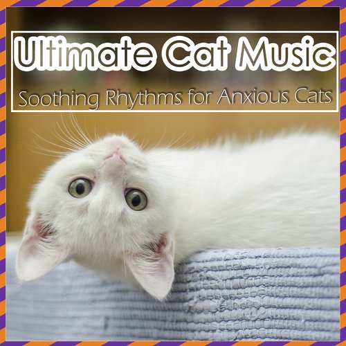 Cat on sale anxiety music