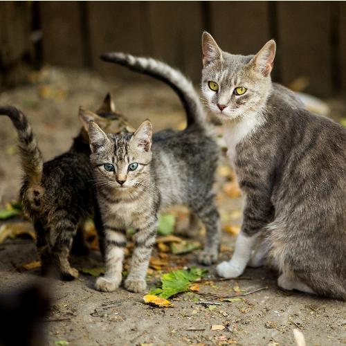 Enchanting Songs | Deep Sleep and Serenity For Cats