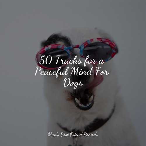 50 Tracks for a Peaceful Mind For Dogs_poster_image