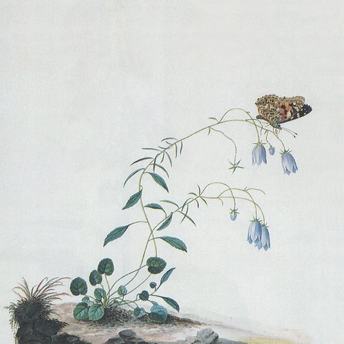 Dactylorhiza Elata cover art
