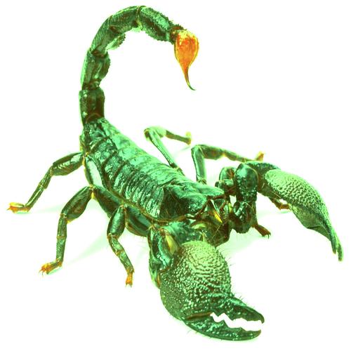 download scorpion song