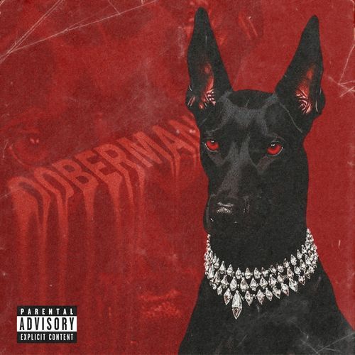 Doberman cover art