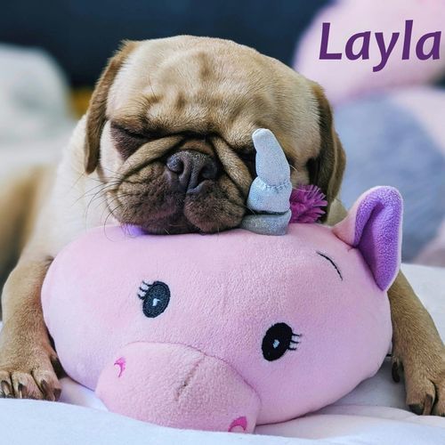 Layla