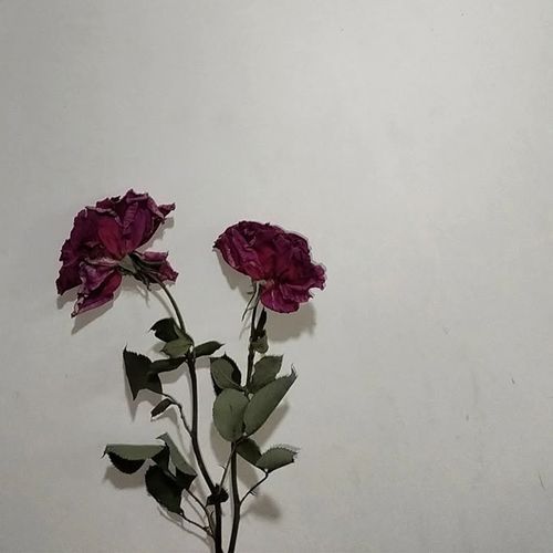 ishq hai x sahiba