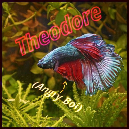 Theodore (Angry Boi) cover art