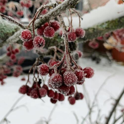Christmas Tree cover art