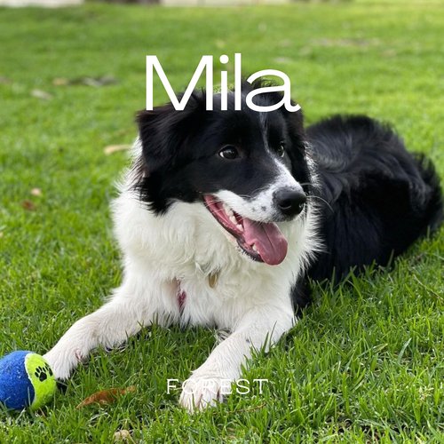 Mila