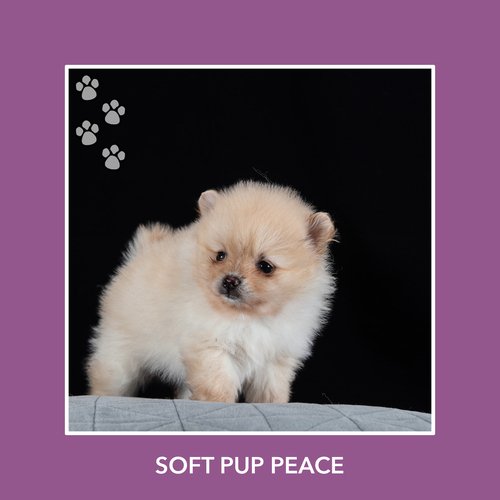 Grinning Pup Sunshine