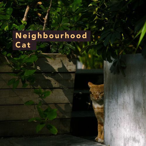 Neighbourhood Cat