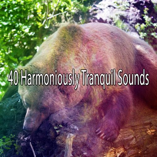 40 Harmoniously Tranquil Sounds