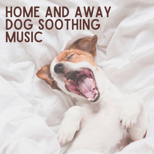 Home and Away Dog Soothing Music_poster_image