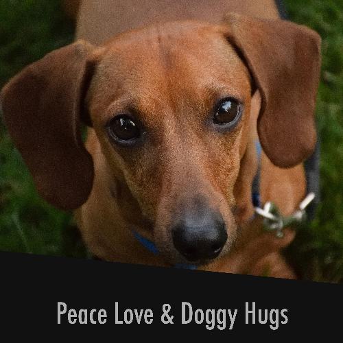 Calm Doggy cover art