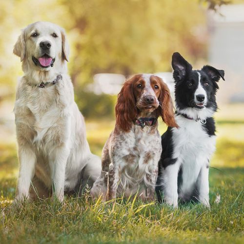 Nighttime Dog Whisper cover art