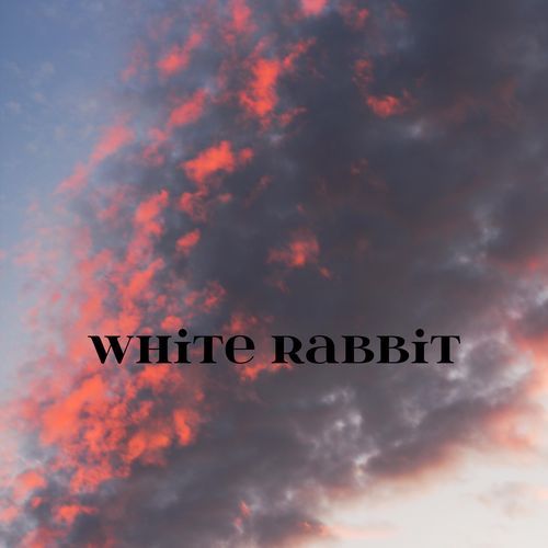 white rabbit