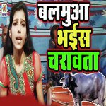 Balmua Bhais Charawata