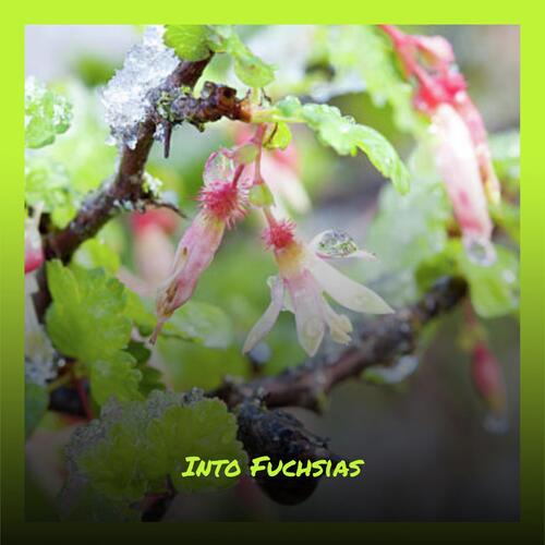 Kevin cover art