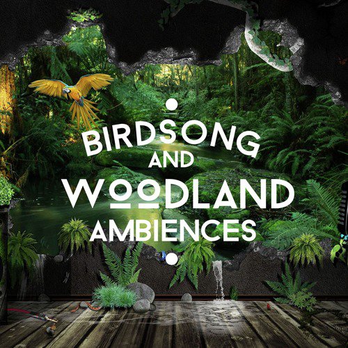 Birdsong and Woodland Ambiences