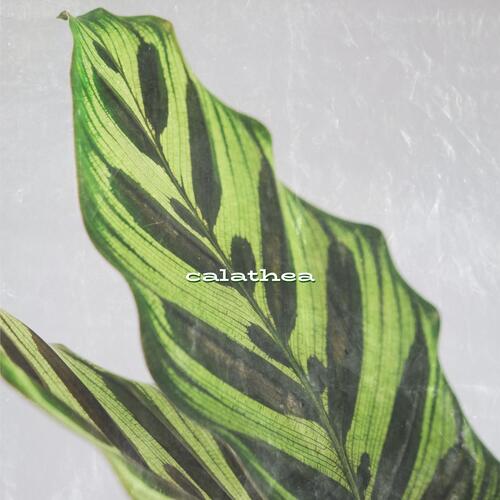 Calathea_poster_image